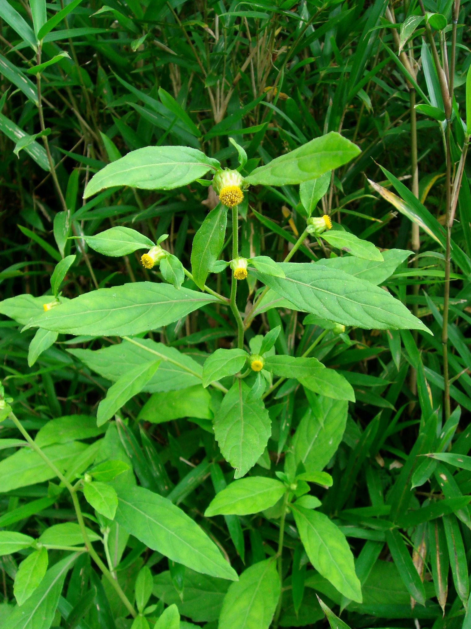 Carpesium divaricatum Siebold & Zuccarini